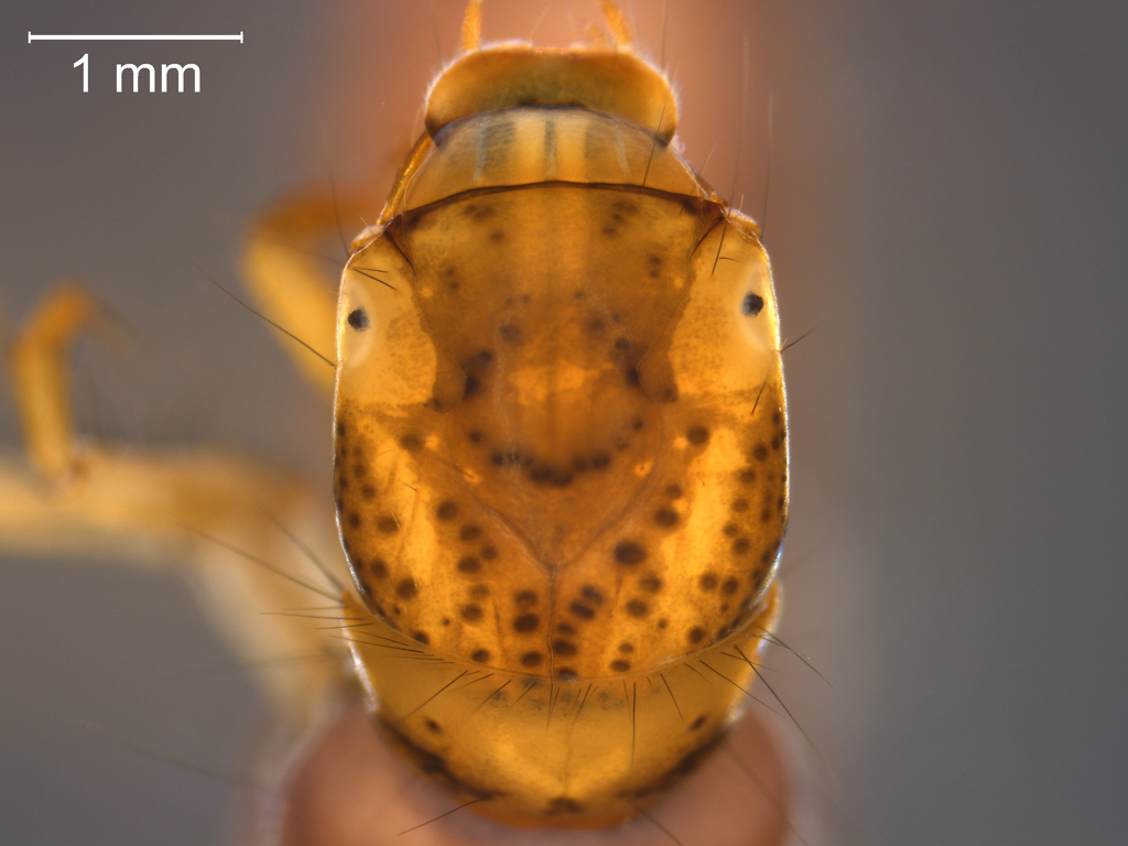 Plectrocnemia conspersa